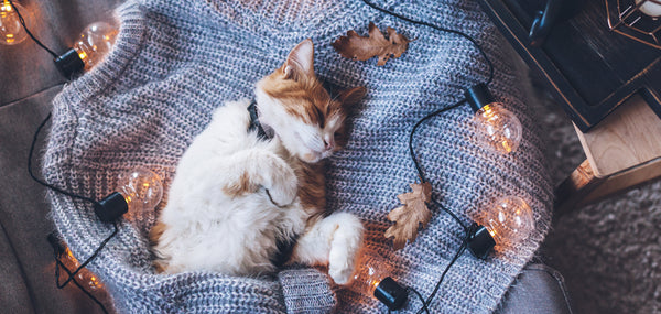 3 Ways To Pamper Your Pet On World Animal Day